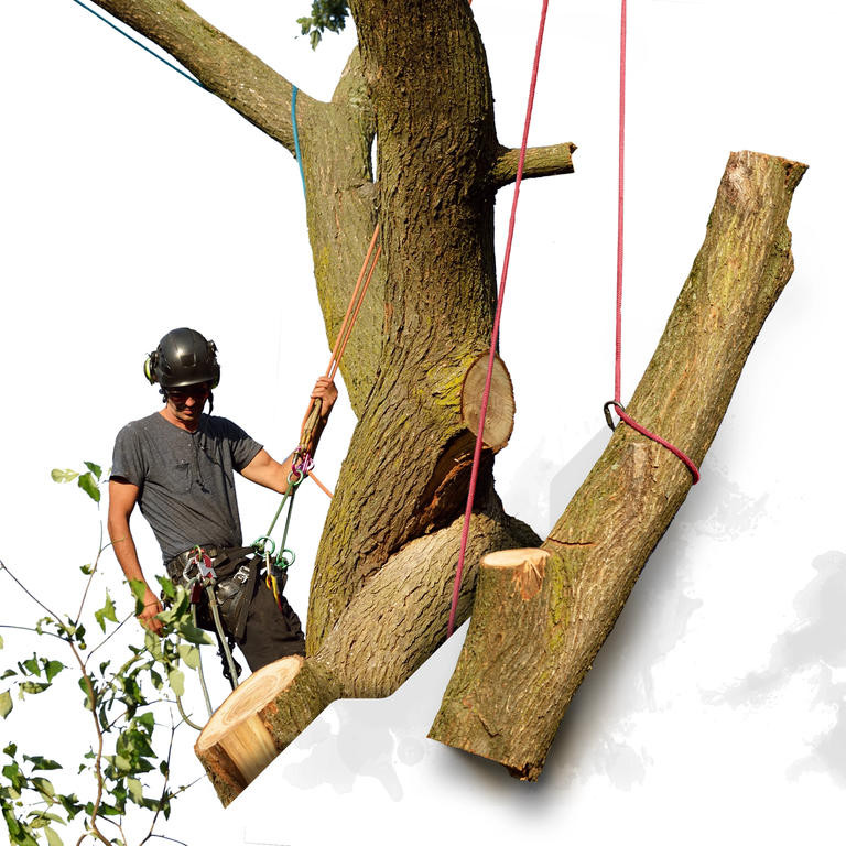 The Ape Tree Rigging Ropes - Double Braid Polyester - Breaking Strengths from 11,000 to 40,000 lbs - Professional Arborist Bull Rope with Super Low Stretch